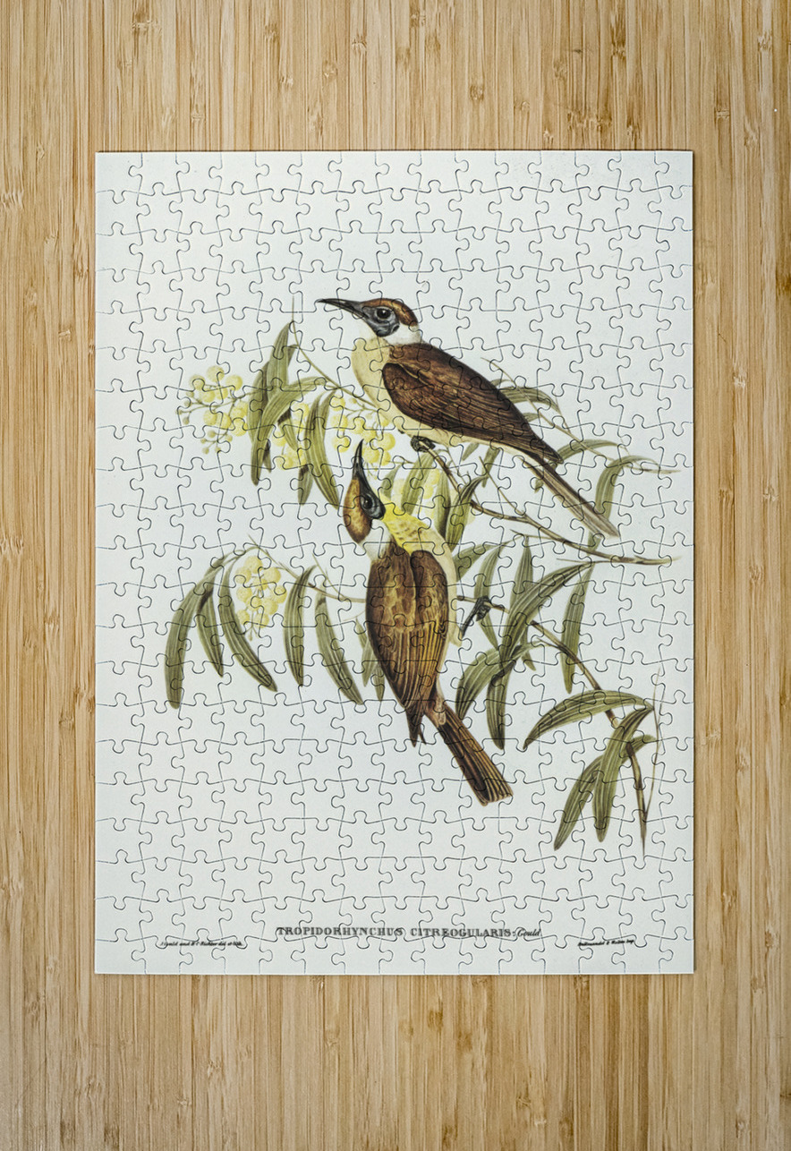 Yellow-throated Friar Bird Tropidorhynchus citreogularis illustrated by Elizabeth Gould 1804–1841 for John Gould’s 1804-1881 Birds of Australia  IStockHistory com Puzzle printing