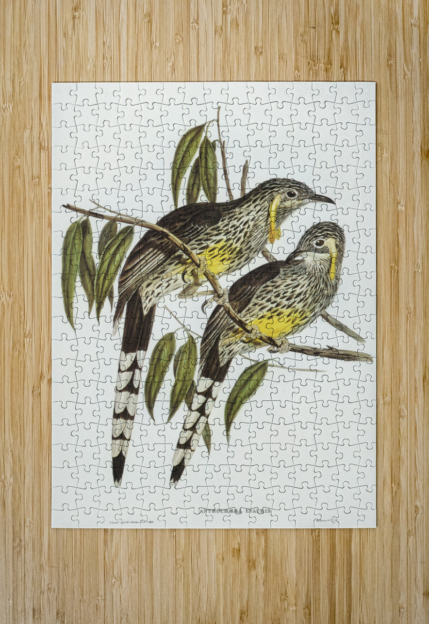 Graeat Wattled Honey-eater Anthochaera inauris illustrated by Elizabeth Gould 1804–1841 for John Gould’s 1804-1881 Birds of Australia  IStockHistory com Puzzle printing