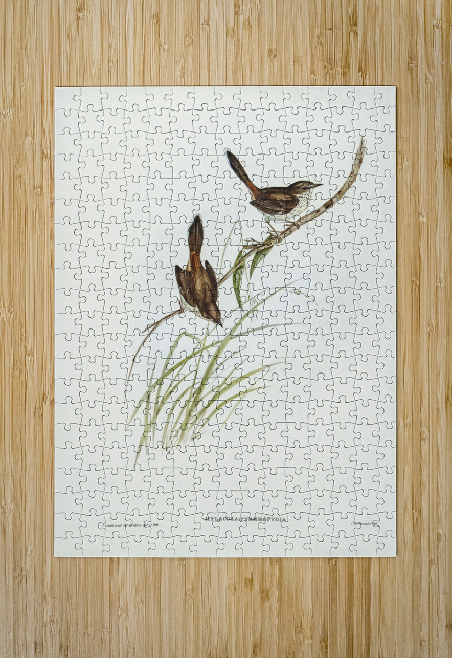 Red-rumped Wren ylacola pyrrhopygia illustrated by Elizabeth Gould 1804–1841 for John Gould’s 1804-1881 Birds of Australia  IStockHistory com Puzzle printing