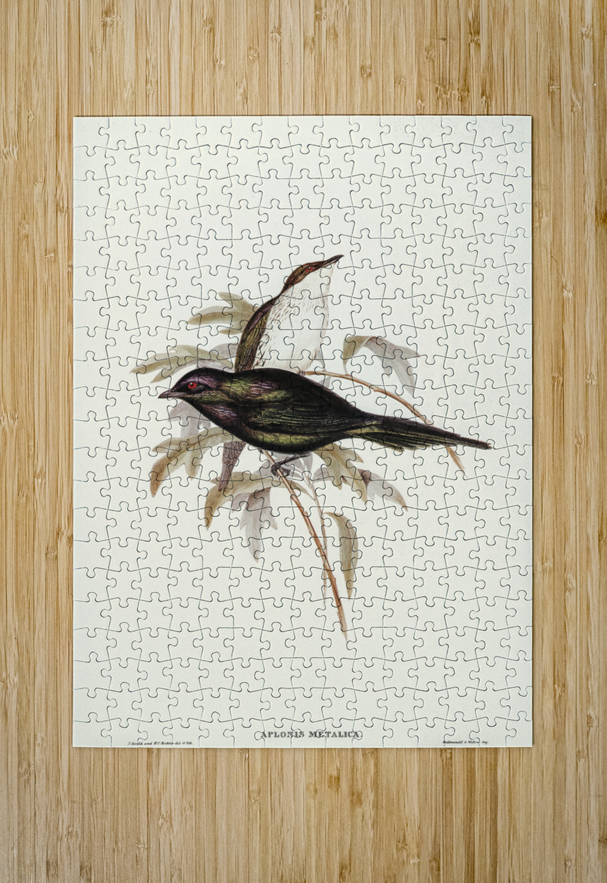 Shining starling Aplonis metallica illustrated by Elizabeth Gould 1804–1841 for John Gould’s 1804-1881 Birds of Australia  IStockHistory com Puzzle printing