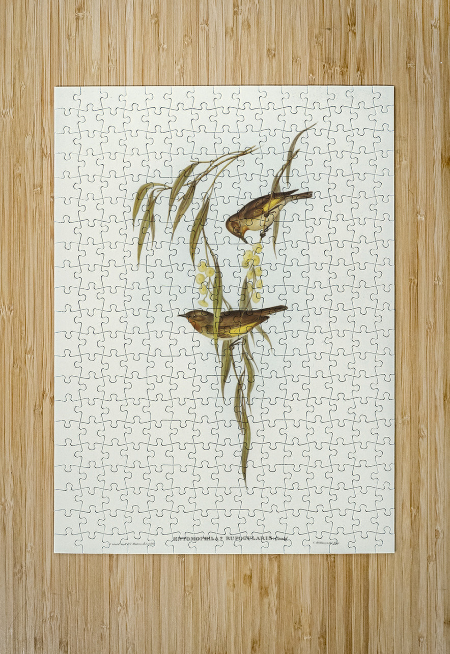 Red-throated Honey-eater Entomophila rufogularis illustrated by Elizabeth Gould 1804–1841 for John Gould’s 1804-1881 Birds of Australia  IStockHistory com Puzzle printing