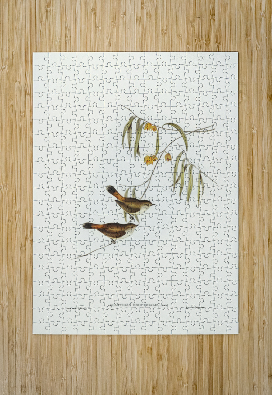 Chestnut-rumped Acanthiza Acanthiza uropygialis illustrated by Elizabeth Gould 1804–1841 for John Gould’s 1804-1881 Birds of Australia  IStockHistory com Puzzle printing