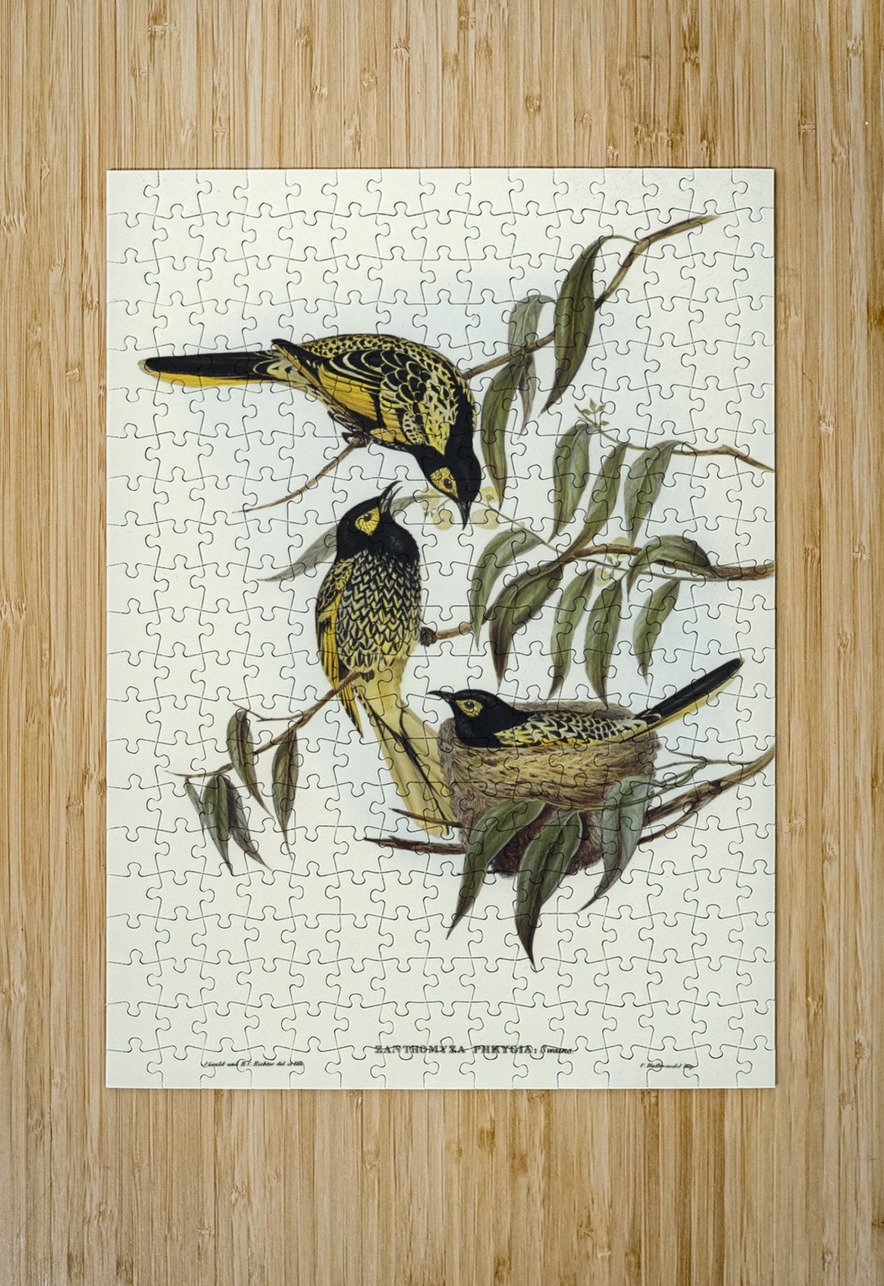 Warty-faced Honey-eater Zanthomyza Phrygia illustrated by Elizabeth Gould 1804–1841 for John Gould’s 1804-1881 Birds of Australia  IStockHistory com Puzzle printing