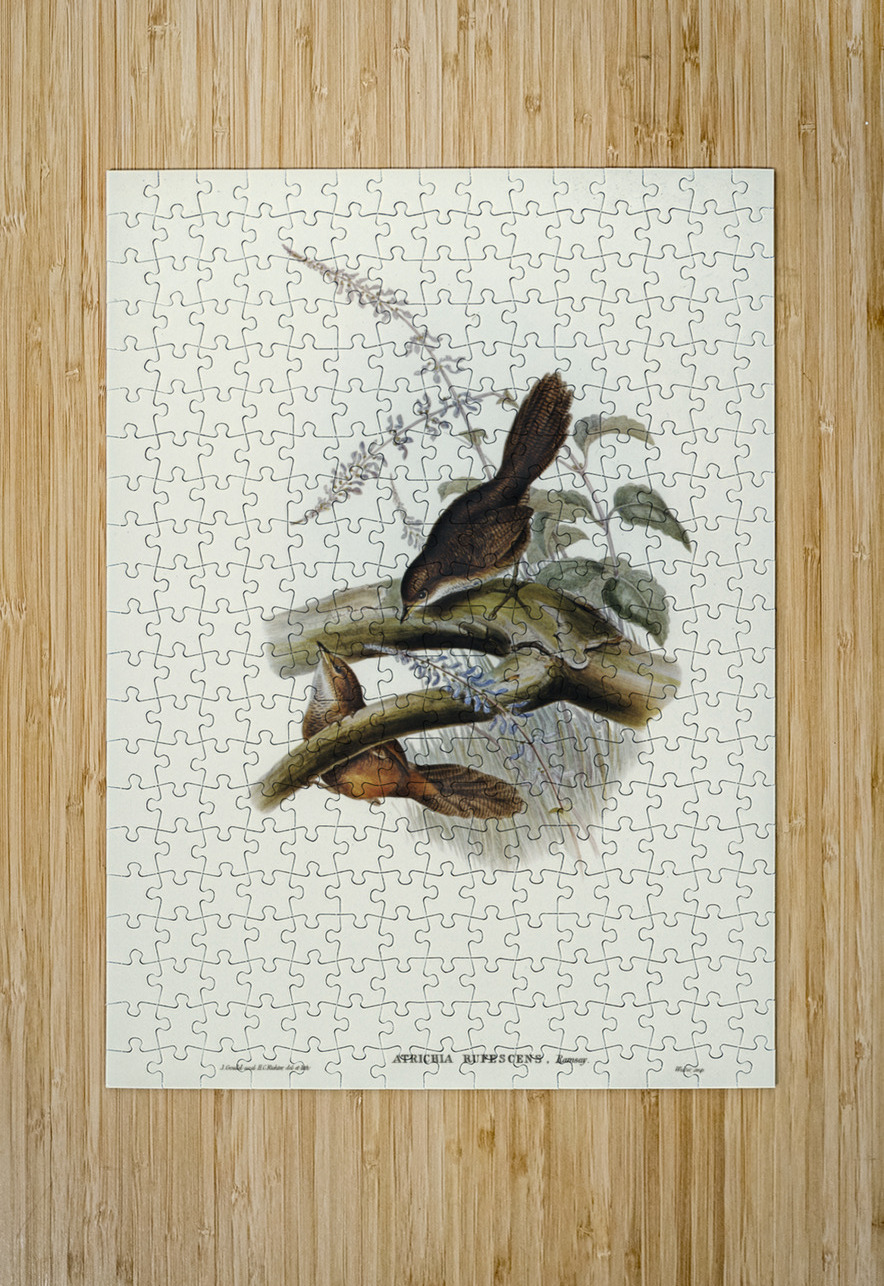 Rufescent Scrub-Bird Atrichia rufescens illustrated by Elizabeth Gould 1804–1841 for John Gould’s 1804-1881 Birds of Australia  IStockHistory com Puzzle printing