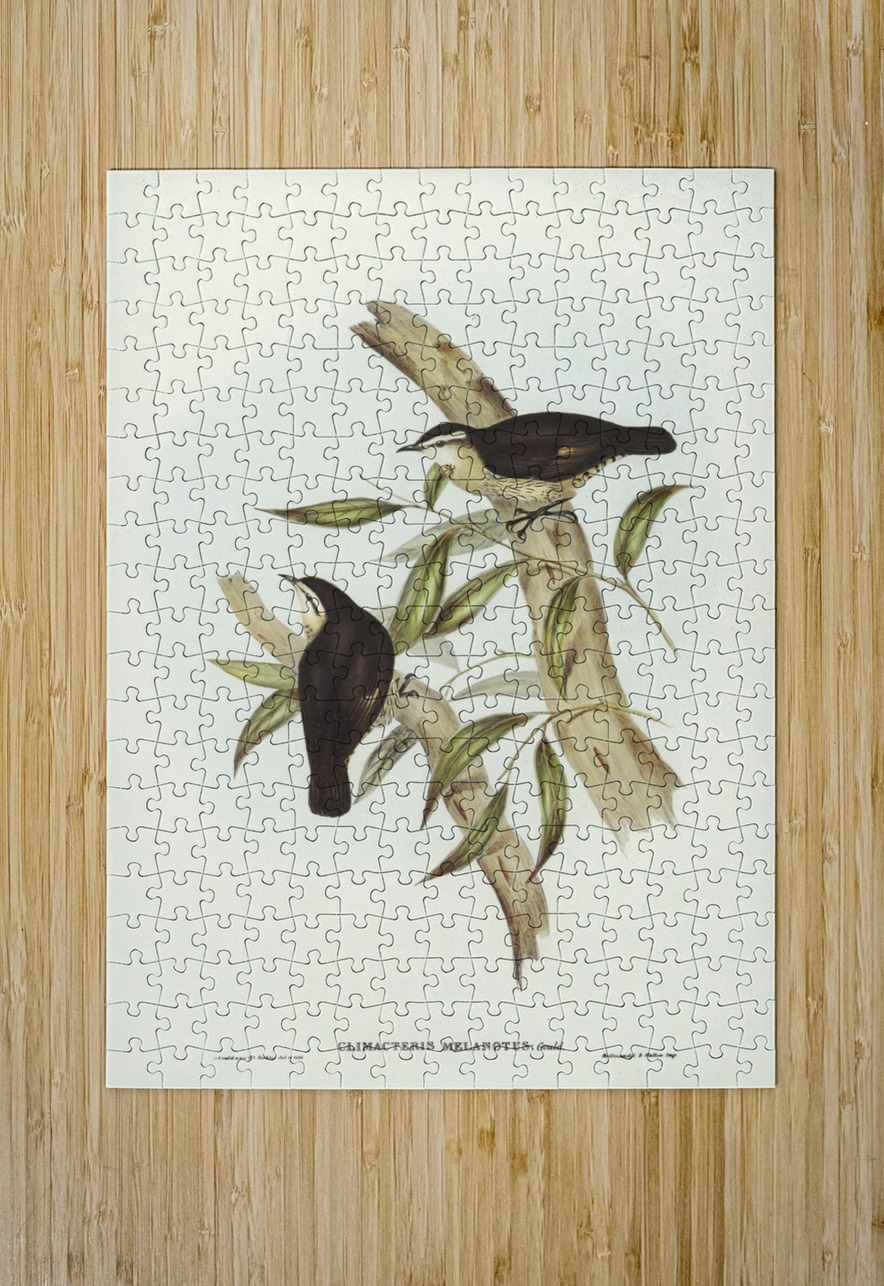 Black-backed Tree-Creeper Climacteris melanotus illustrated by Elizabeth Gould 1804–1841 for John Gould’s 1804-1881 Birds of Australia  IStockHistory com Puzzle printing