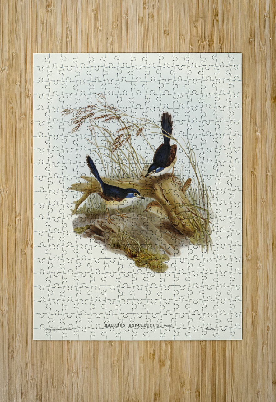 Fawn-breasted Superb Warbler Malurus hypoleucus illustrated by Elizabeth Gould 1804–1841 for John Gould’s 1804-1881 Birds of Australia  IStockHistory com Puzzle printing