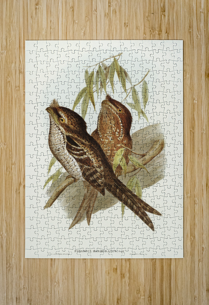 Marbled Podargus Podargus marmoratus illustrated by Elizabeth Gould 1804–1841 for John Gould’s 1804-1881 Birds of Australia  IStockHistory com Puzzle printing