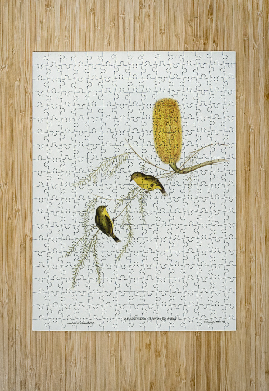 Little Acanthiza Acanthiza nana illustrated by Elizabeth Gould 1804–1841 for John Gould’s 1804-1881 Birds of Australia  IStockHistory com Puzzle printing