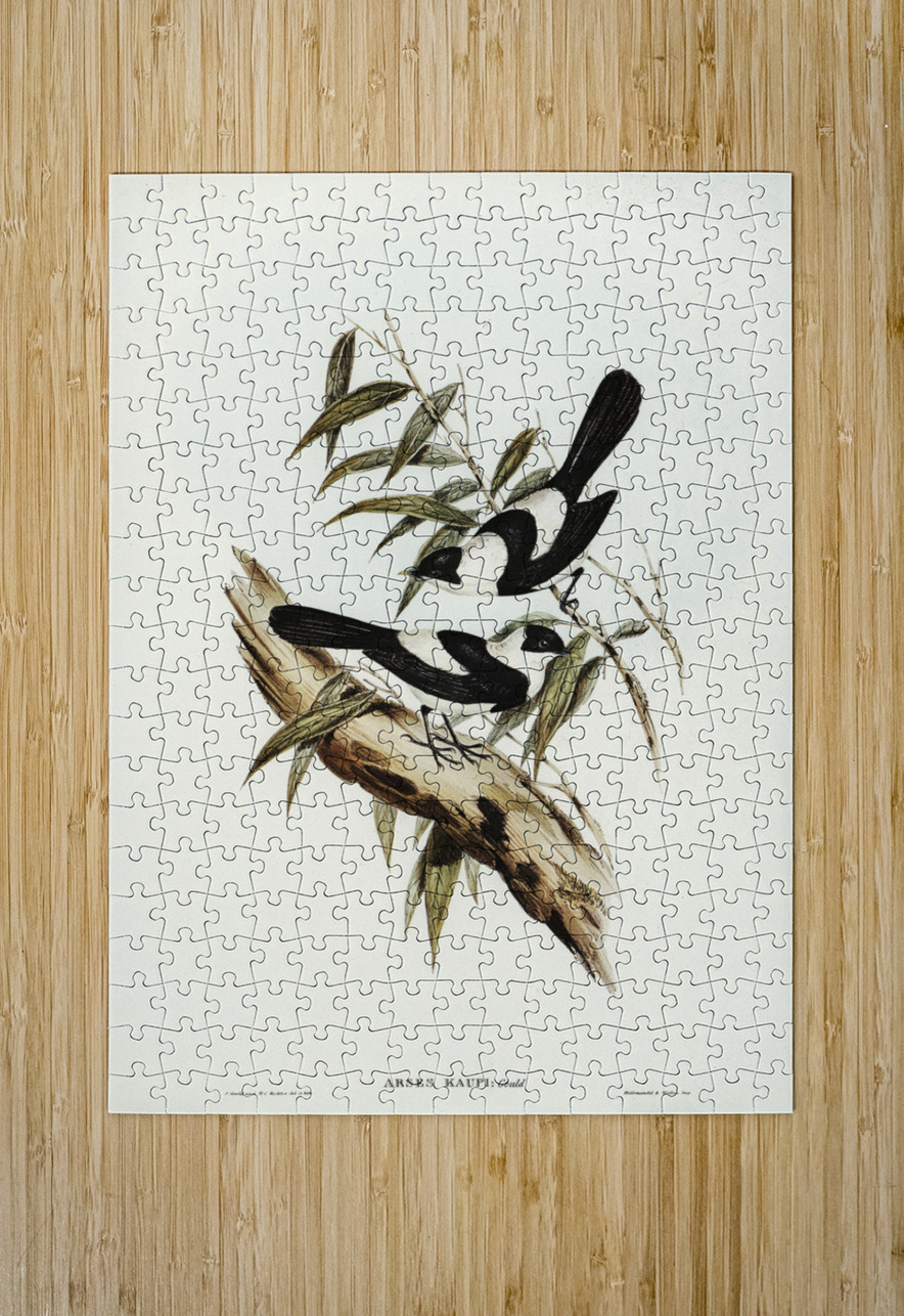 Kaups Flycatcher Arses Kaupi illustrated by Elizabeth Gould 1804–1841 for John Gould’s 1804-1881 Birds of Australia  IStockHistory com Puzzle printing