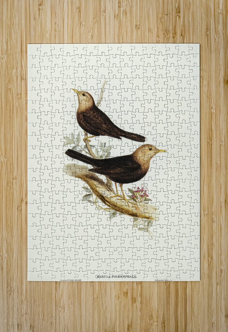 Grey-headed Blackbird Merula poliocephala illustrated by Elizabeth Gould 1804–1841 for John Gould’s 1804-1881 Birds of Australia  IStockHistory com Puzzle printing