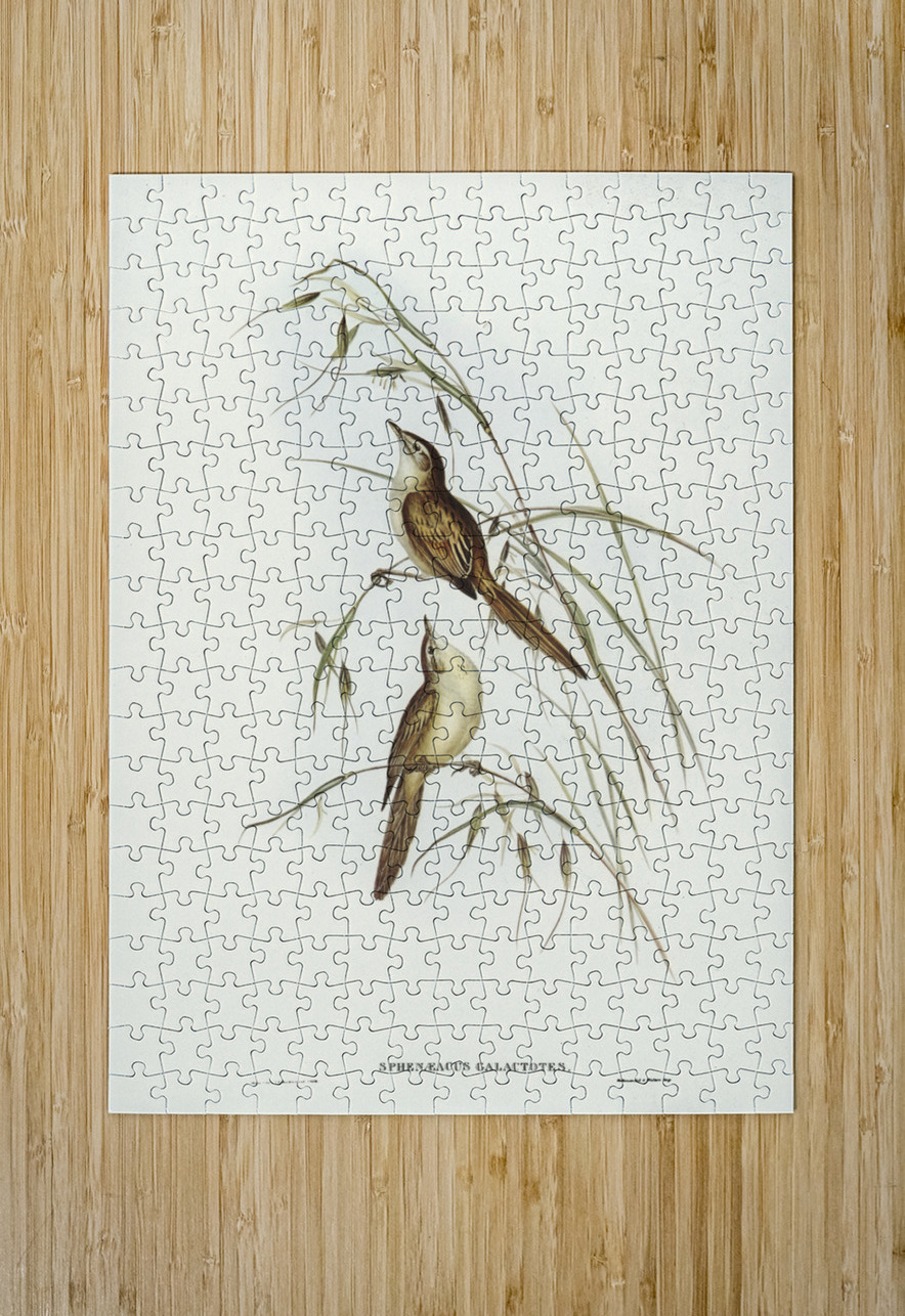 Crested Cockatoo Cacatua galerita illustrated by Elizabeth Gould 1804–1841 for John Gould’s 1804-1881 Birds of Australia  IStockHistory com Puzzle printing