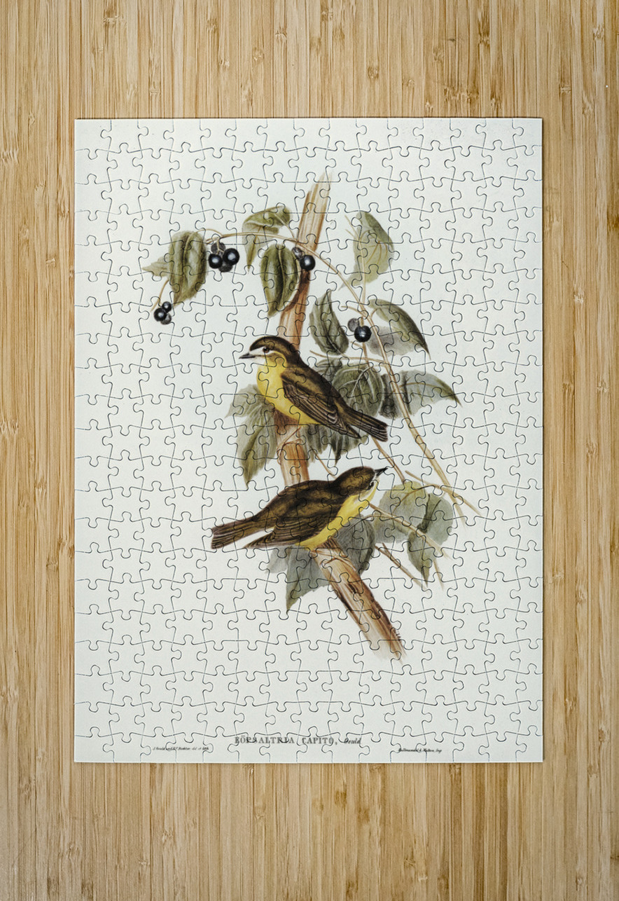 Large-headed Robin Eopsaltria capito illustrated by Elizabeth Gould 1804–1841 for John Gould’s 1804-1881 Birds of Australia  IStockHistory com Puzzle printing