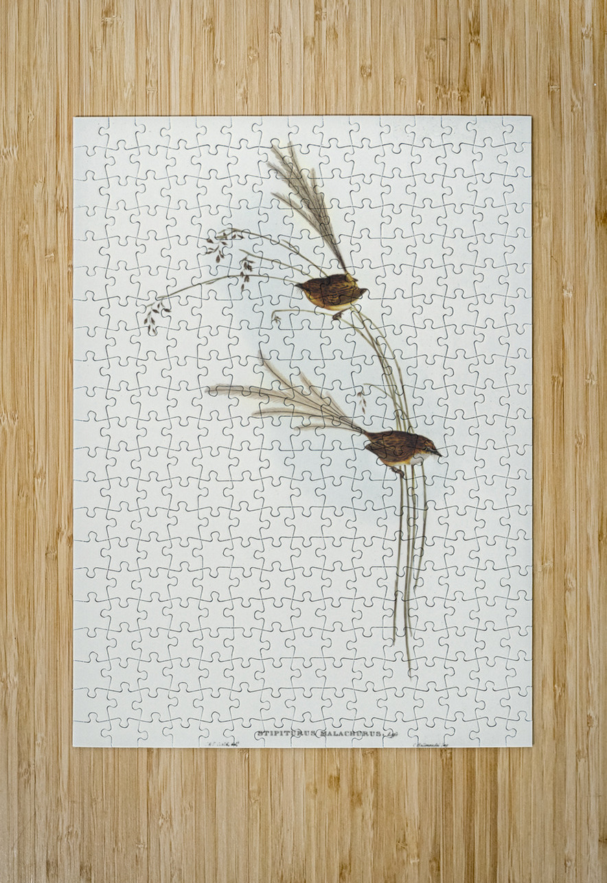 Emu Wren tipiturus malachurus illustrated by Elizabeth Gould 1804–1841 for John Gould’s 1804-1881 Birds of Australia  IStockHistory com Puzzle printing