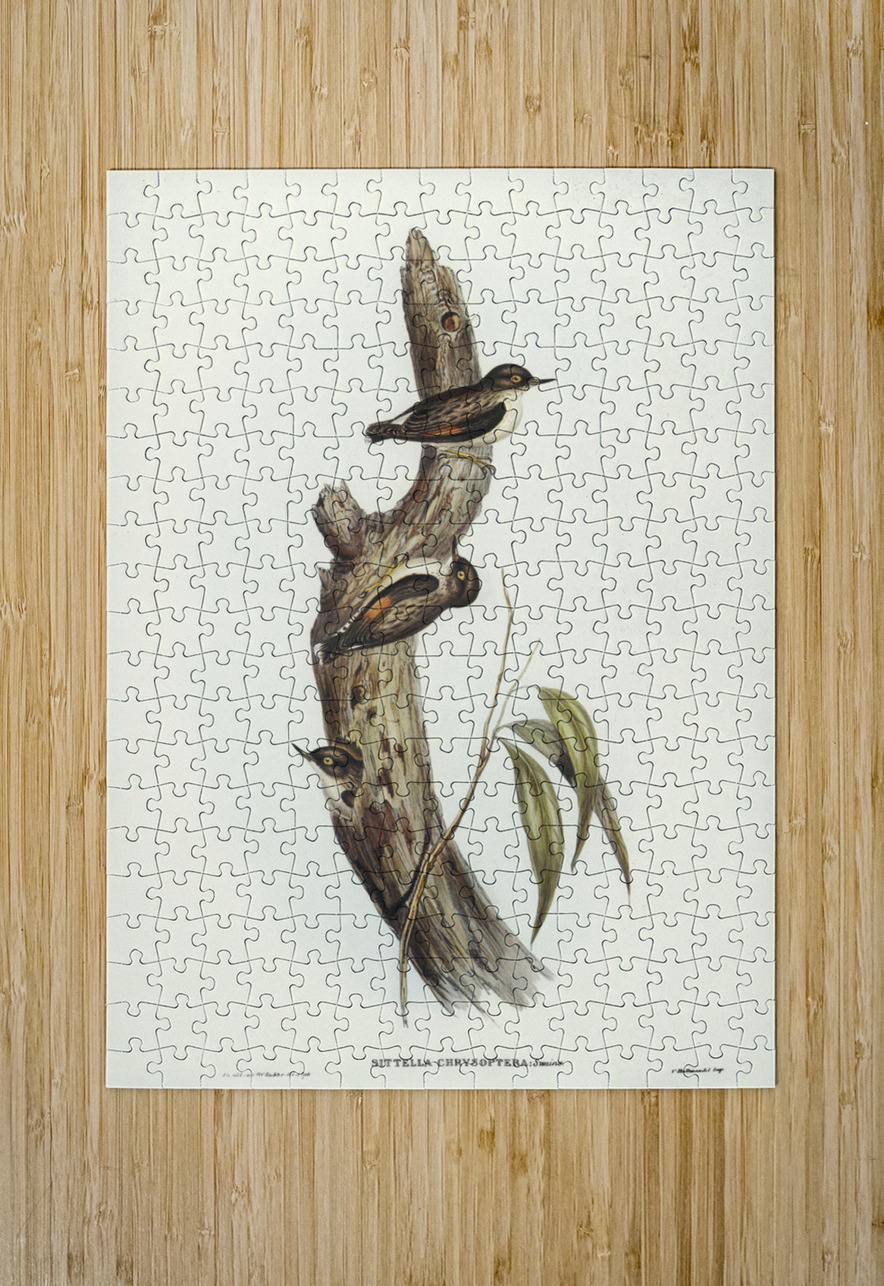 Orange-winged Sittella Sittella chrysoptera illustrated by Elizabeth Gould 1804–1841 for John Gould’s 1804-1881 Birds of Australia  IStockHistory com Puzzle printing