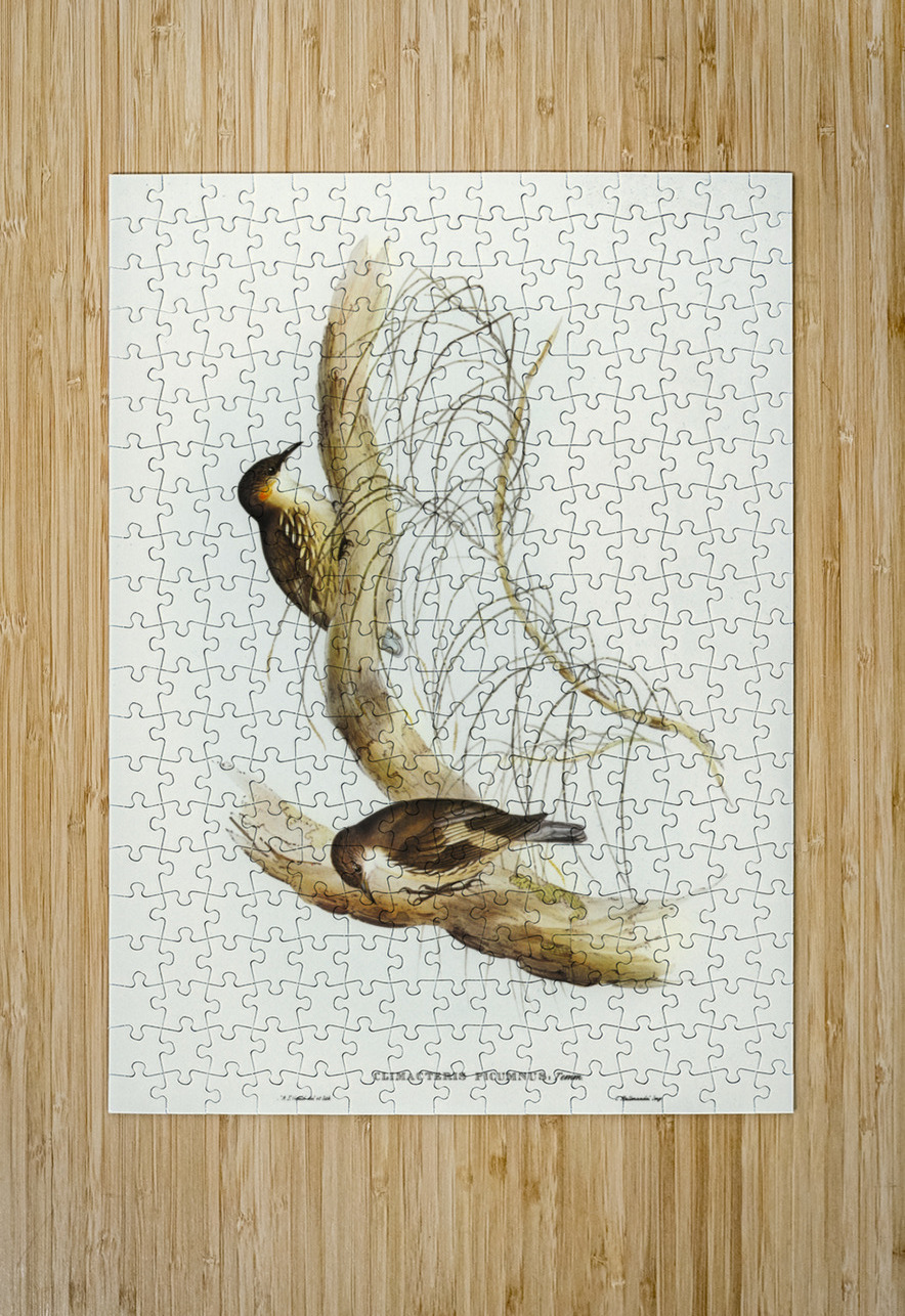 Robust Zosterops Zosterops strenuus illustrated by Elizabeth Gould 1804–1841 for John Gould’s 1804-1881 Birds of Australia  IStockHistory com Puzzle printing