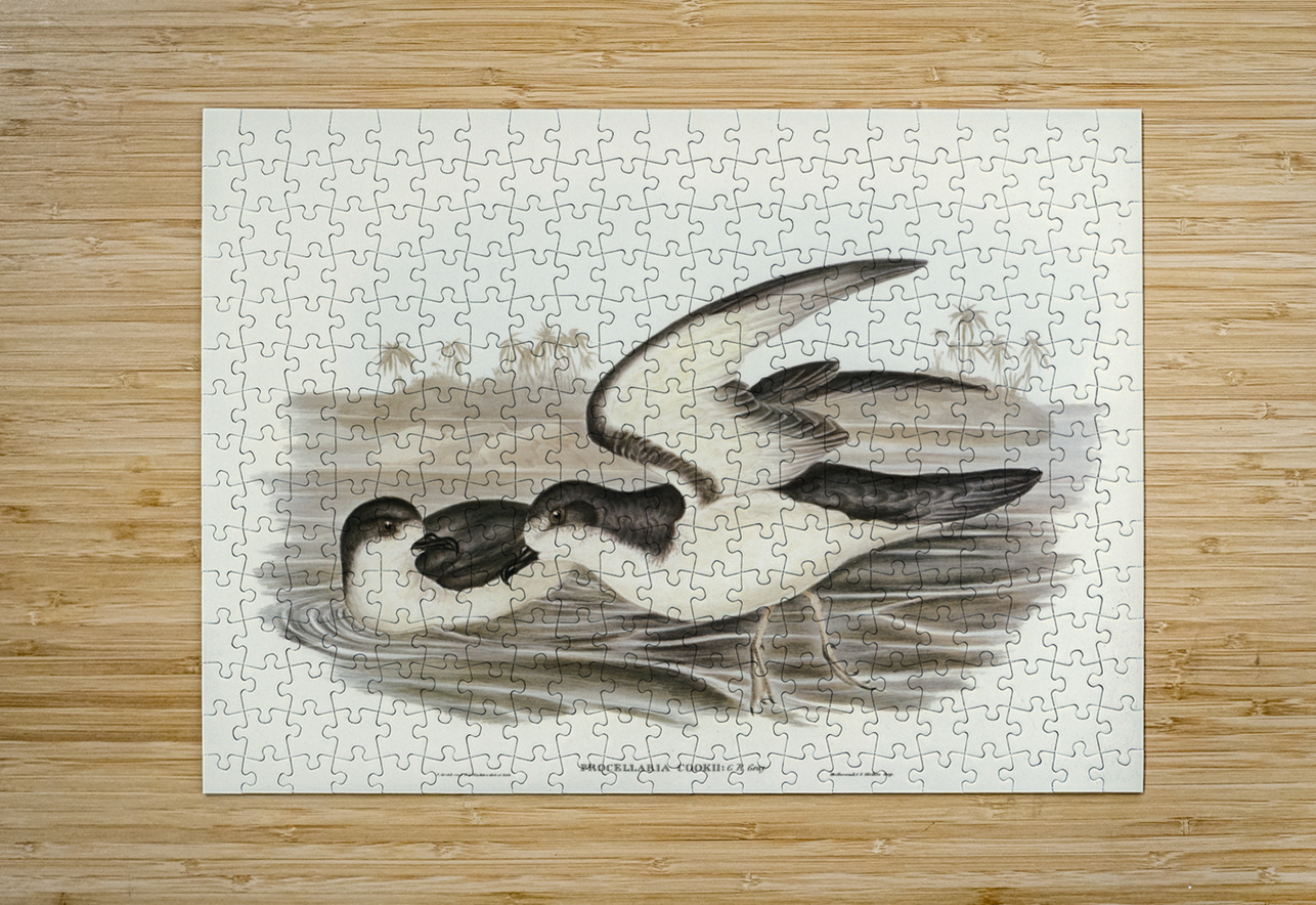 Cooks Petrel Procellaria Cookii illustrated by Elizabeth Gould 1804–1841 for John Gould’s 1804-1881 Birds of Australia  IStockHistory com Puzzle printing