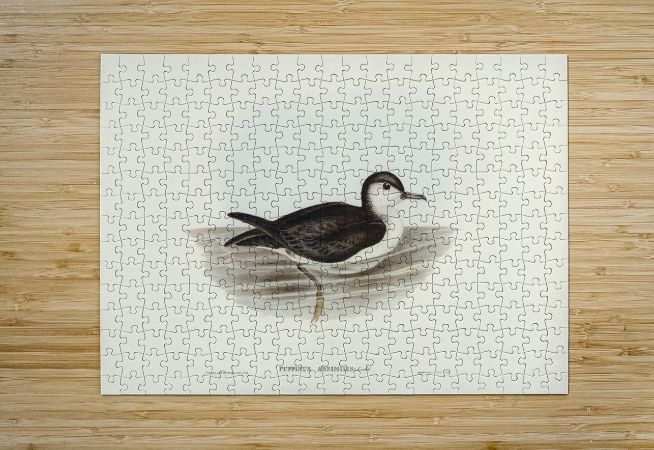 Allied Petrel Puffinus assimilis illustrated by Elizabeth Gould 1804–1841 for John Gould’s 1804-1881 Birds of Australia  IStockHistory com Puzzle printing