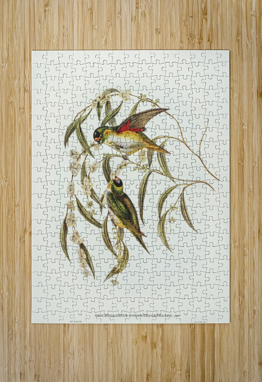 Little Whimbrel Numenius minutus illustrated by Elizabeth Gould 1804–1841 for John Gould’s 1804-1881 Birds of Australia  IStockHistory com Puzzle printing