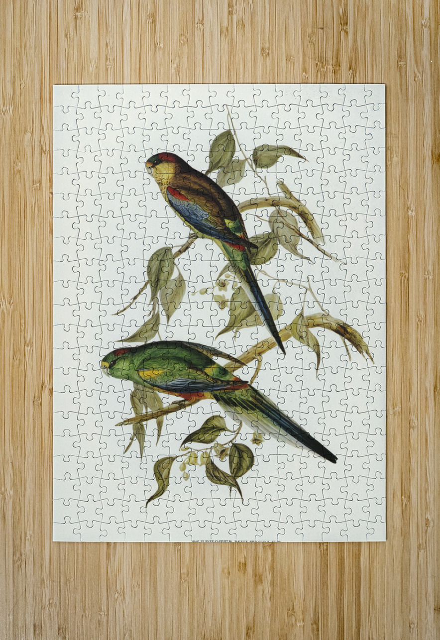 Many-coloured Parakeet Psephotus multicolor illustrated by Elizabeth Gould 1804–1841 for John Gould’s 1804-1881 Birds of Australia  IStockHistory com Puzzle printing
