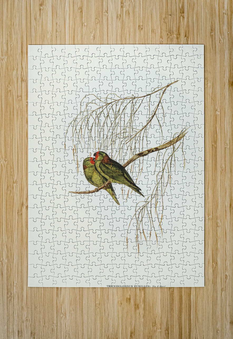 Little Lorikeet Trichoglossus pusillus illustrated by Elizabeth Gould 1804–1841 for John Gould’s 1804-1881 Birds of Australia  IStockHistory com Puzzle printing