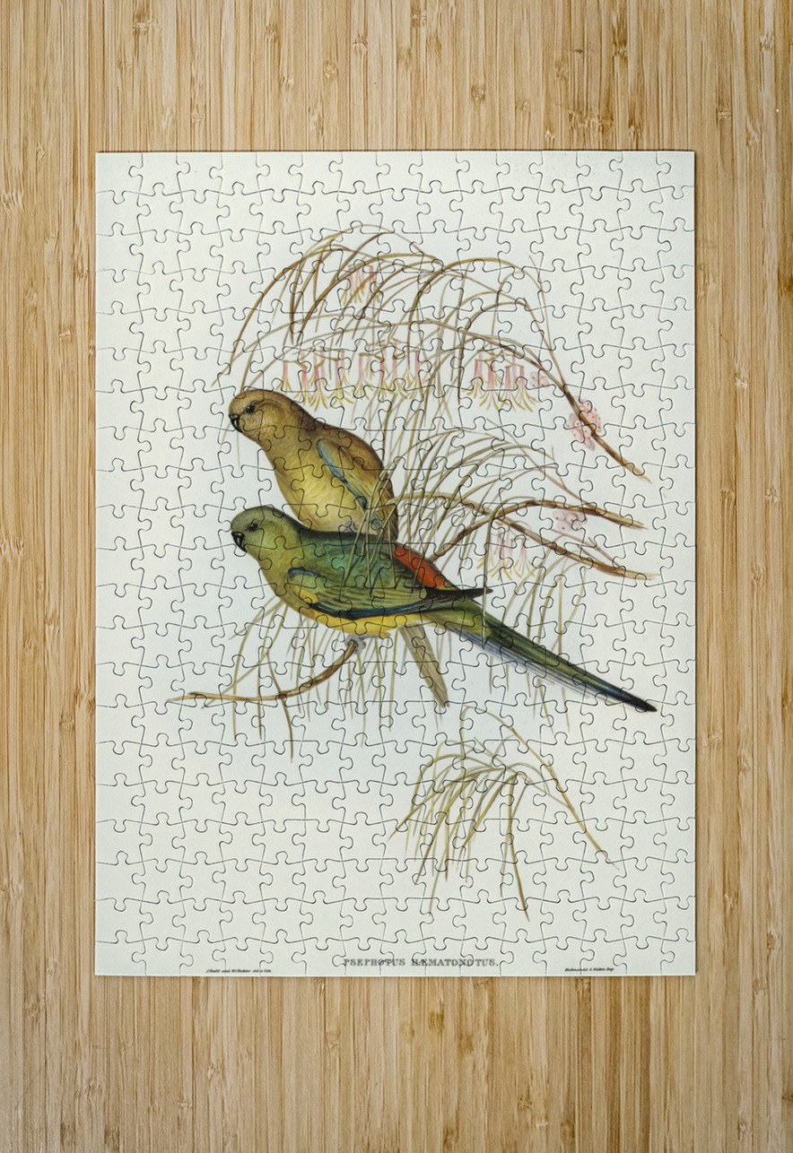Red-backed Parakeet Psephotus haematonotus illustrated by Elizabeth Gould 1804–1841 for John Gould’s 1804-1881 Birds of Australia  IStockHistory com Puzzle printing
