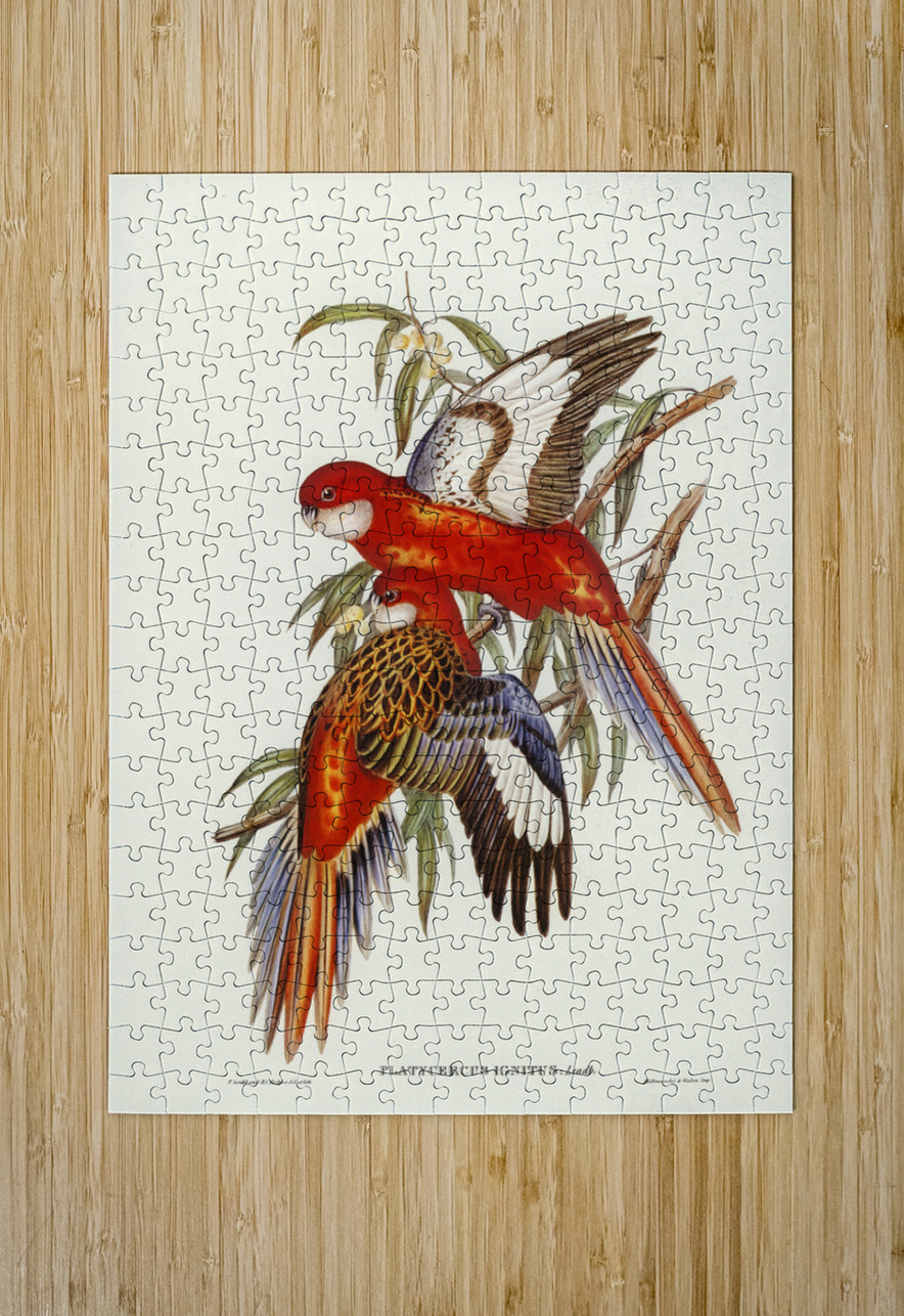 Fiery Parakeet Platycercus ignitus illustrated by Elizabeth Gould 1804–1841 for John Gould’s 1804-1881 Birds of Australia  IStockHistory com Puzzle printing