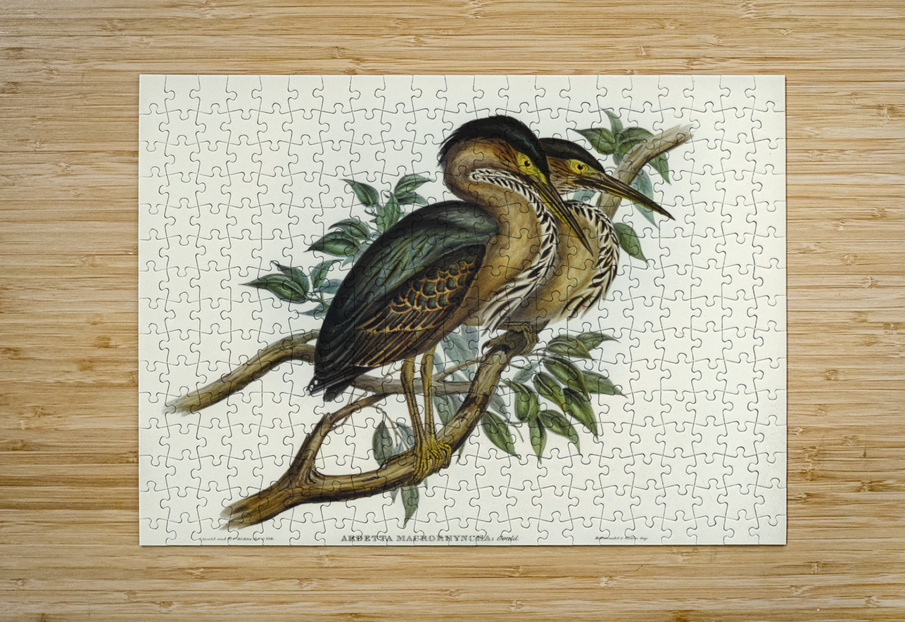 Thick-billed Green Bittern Ardetta macrorhyncha illustrated by Elizabeth Gould 1804–1841 for John Gould’s 1804-1881 Birds of Australia  IStockHistory com Puzzle printing
