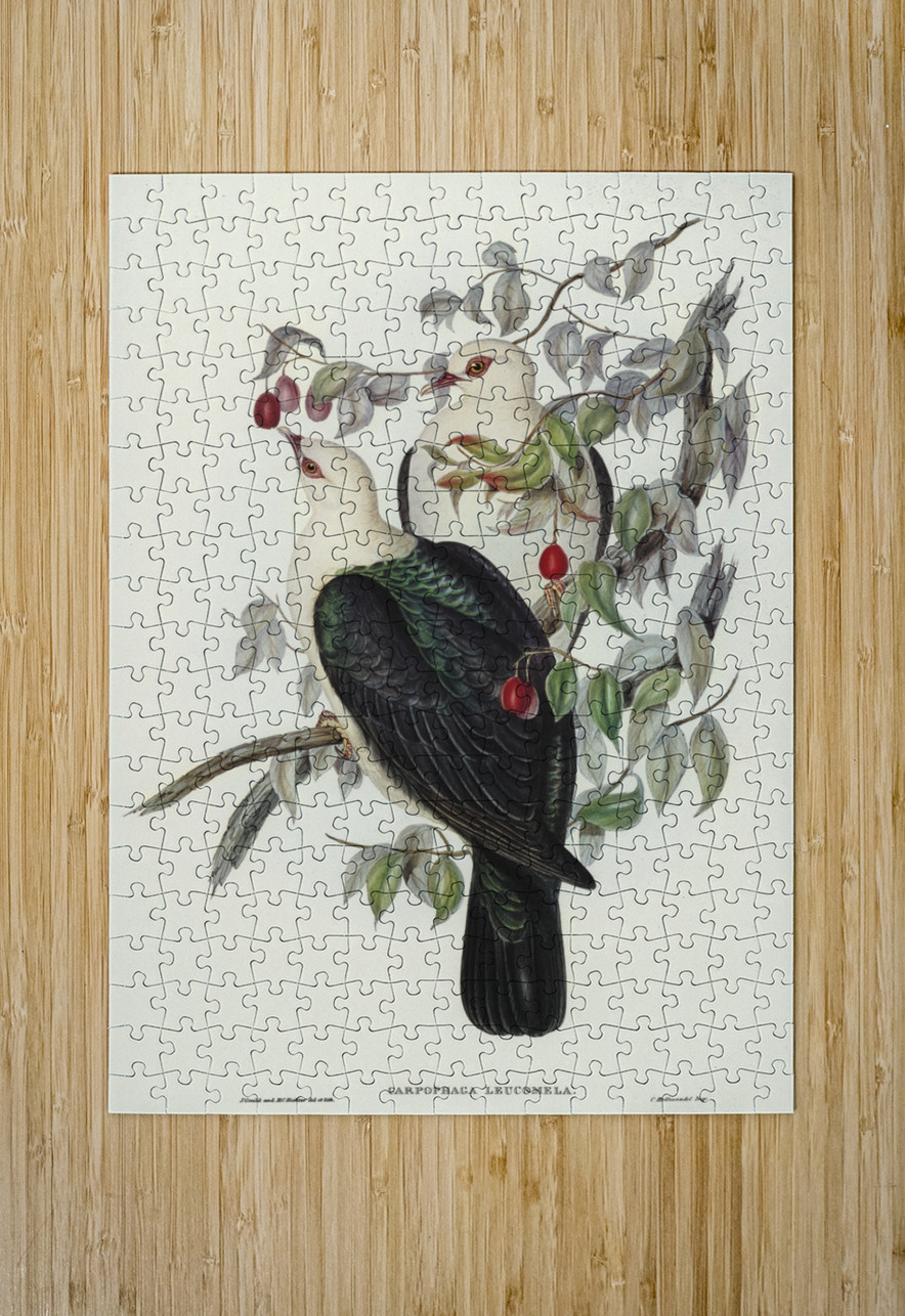 White-headed Fruit Pigeon Carpophaga leucomela illustrated by Elizabeth Gould 1804–1841 for John Gould’s 1804-1881 Birds of Australia  IStockHistory com Puzzle printing