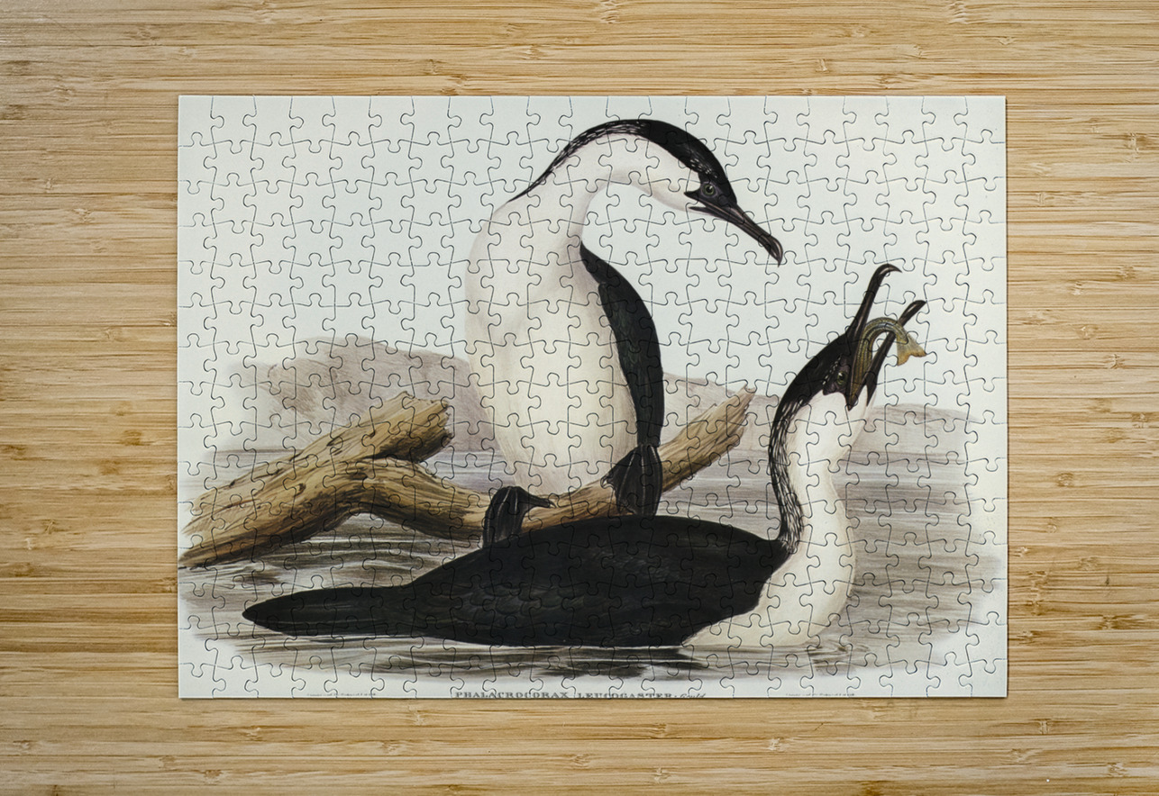 White-breasted Cormorant Phalacrocorax leucogaster illustrated by Elizabeth Gould 1804–1841 for John Gould’s 1804-1881 Birds of Australia  IStockHistory com Puzzle printing