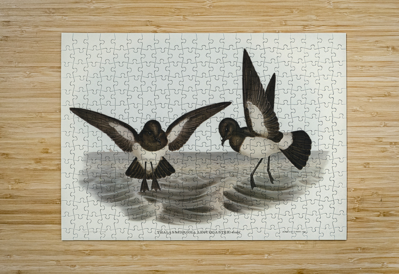 John Gould Birds of Australia 637 IStockHistory com Puzzle printing