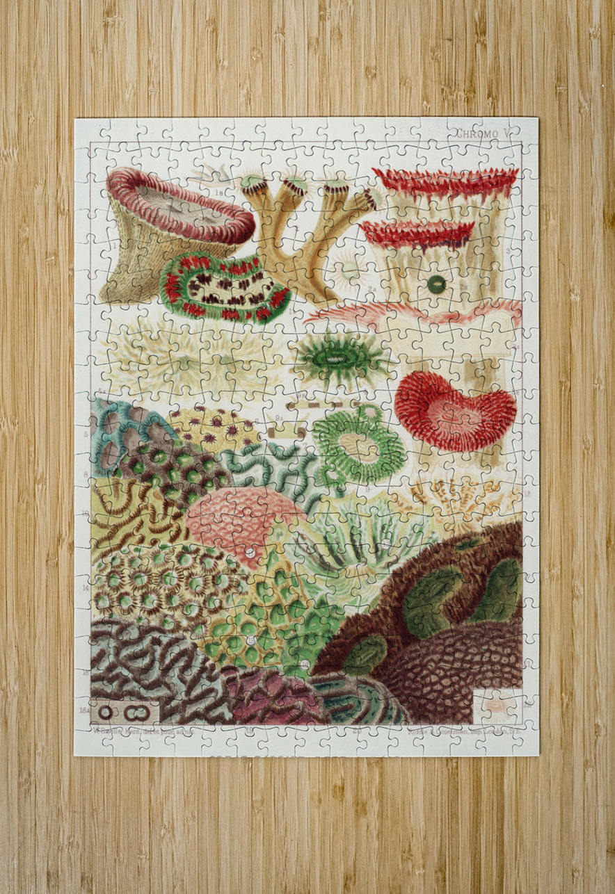 Great Barrier Reef Corals from The Great Barrier Reef of Australia 1893 by William Saville-Kent 1845-1908. Fig 1: Trachyphyllia amaraniusFig 2 : Caulastroea DistortaFig 3 : Mussa CorymbosaFig 4 : Mussa MultilobataFig 5 : PrionastroeaFig 6 : Favia Bo IStockHistory com Puzzle printing