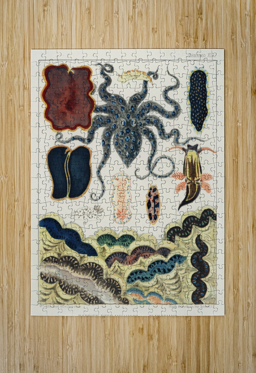 Barrier Reef Molluscs and Planarians from The Great Barrier Reef of Australia 1893 by William Saville-Kent 1845-1908. Fig 1: Flat worm Pseudoceros KentiiFig 2: Planarian Pseudoceros DimidiatusFig 3: Blue spotted Octopus Octopus PictusFig 4: Sea-hare A IStockHistory com Puzzle printing
