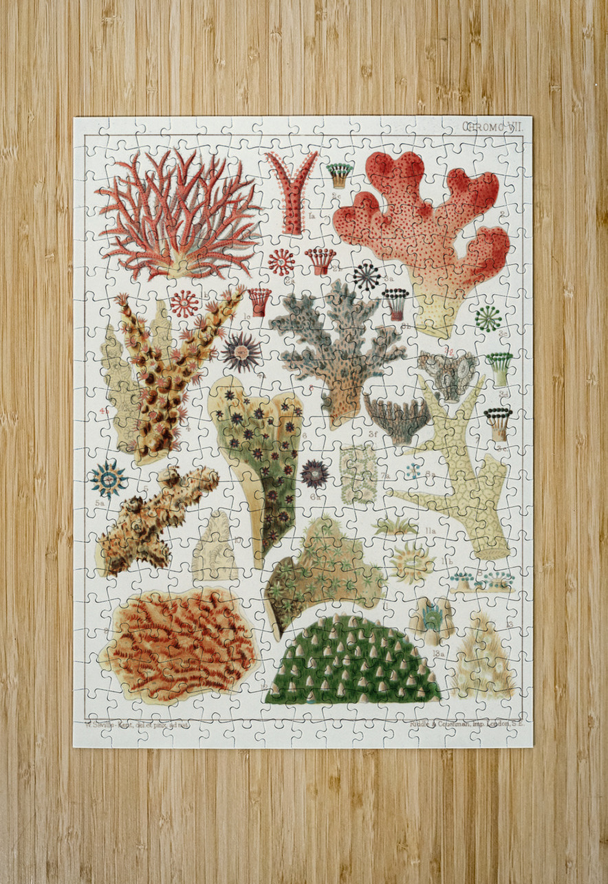 Great Barrier Reef Corals from The Great Barrier Reef of Australia 1893 by William Saville-Kent 1845-1908. Fig 1 : Seriatopora HystrixFig 2 : Stylopora PalmataFig 3 : Pcillpoora DamicornisFig 4 : Oculina FasciculataFig 5 : Echinopora horridaFig 6 :  IStockHistory com Puzzle printing