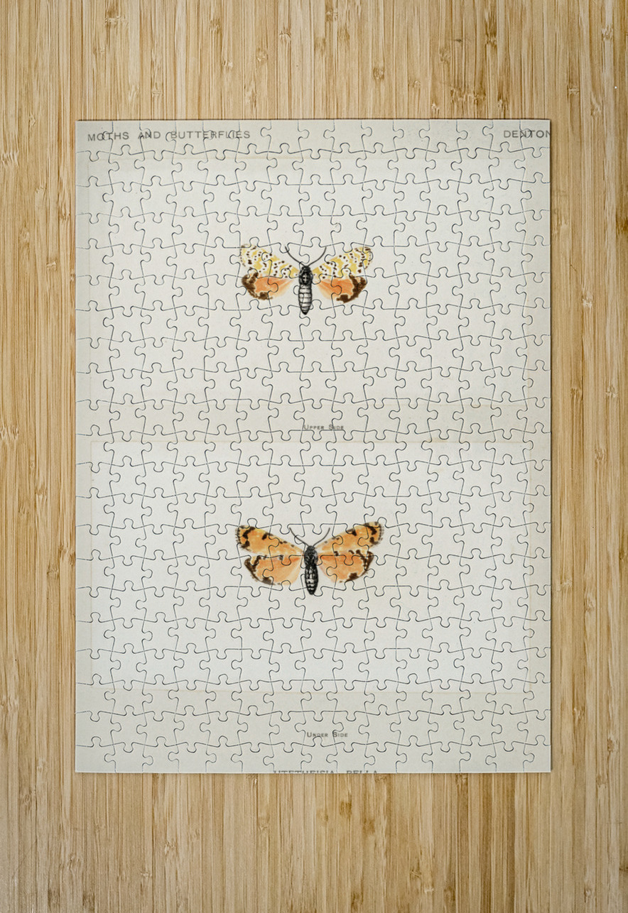 Bella Moth Utetheisia Bella from Moths and butterflies of the United States 1900 by Sherman F. Denton 1856-1937.  IStockHistory com Puzzle printing