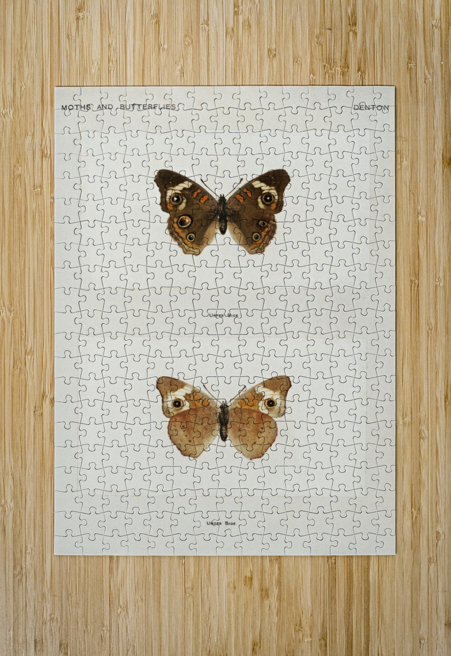 Buckeye Junonia Coenia from Moths and butterflies of the United States 1900 by Sherman F. Denton 1856-1937.  IStockHistory com Puzzle printing