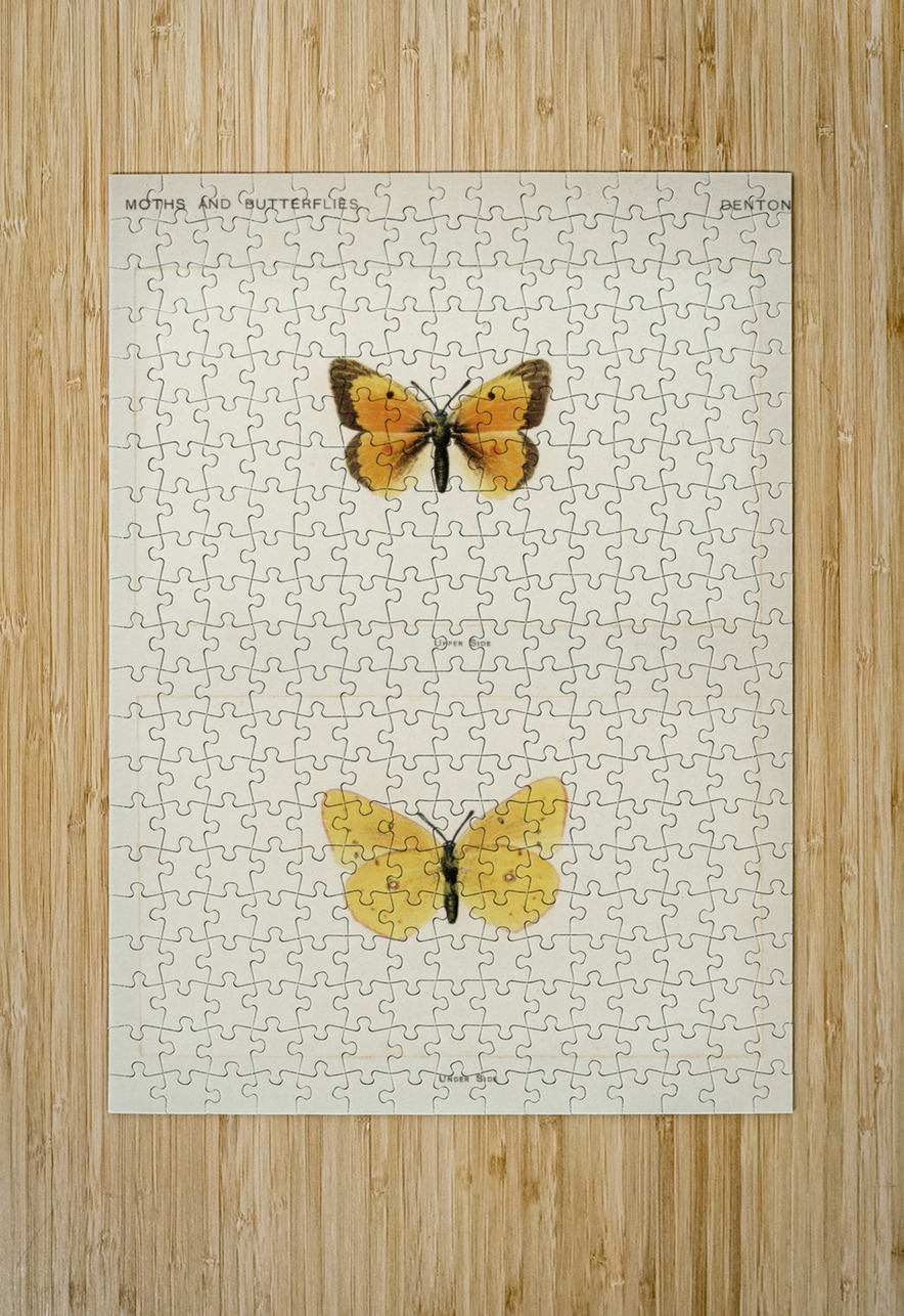 Orange Sulphur Colias Eurytheme from Moths and butterflies of the United States 1900 by Sherman F. Denton 1856-1937.  IStockHistory com Puzzle printing