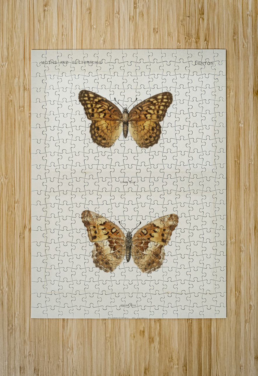 Variegated Fritillary Euptoieta Claudia from Moths and butterflies of the United States 1900 by Sherman F. Denton 1856-1937.  IStockHistory com Puzzle printing