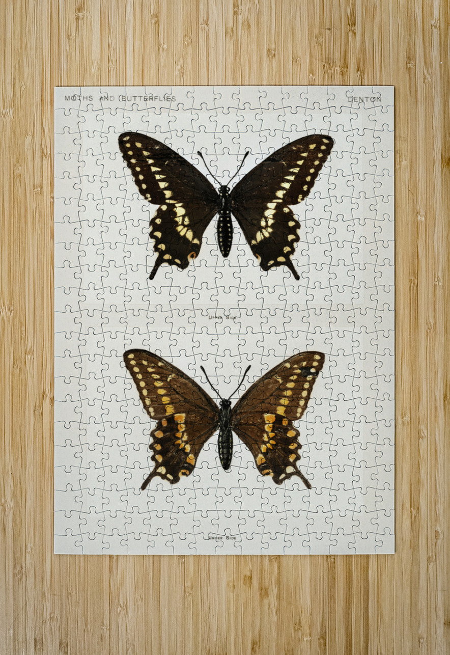 Black Swallowtail Papilio Asterias from Moths and butterflies of the United States 1900 by Sherman F. Denton 1856-1937.  IStockHistory com Puzzle printing
