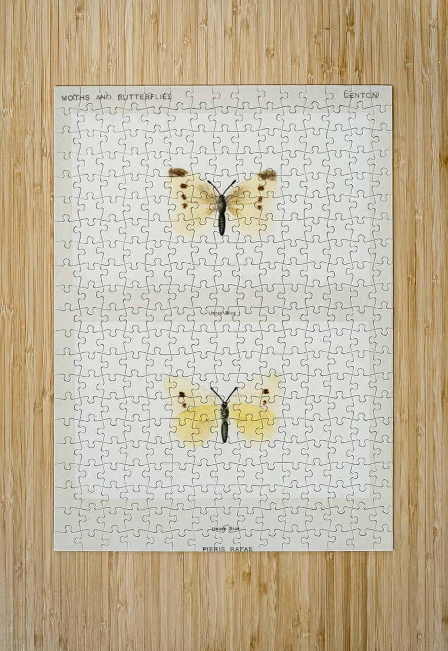 Small Cabbage White Pieris Rapae from Moths and butterflies of the United States 1900 by Sherman F. Denton 1856-1937.  IStockHistory com Puzzle printing