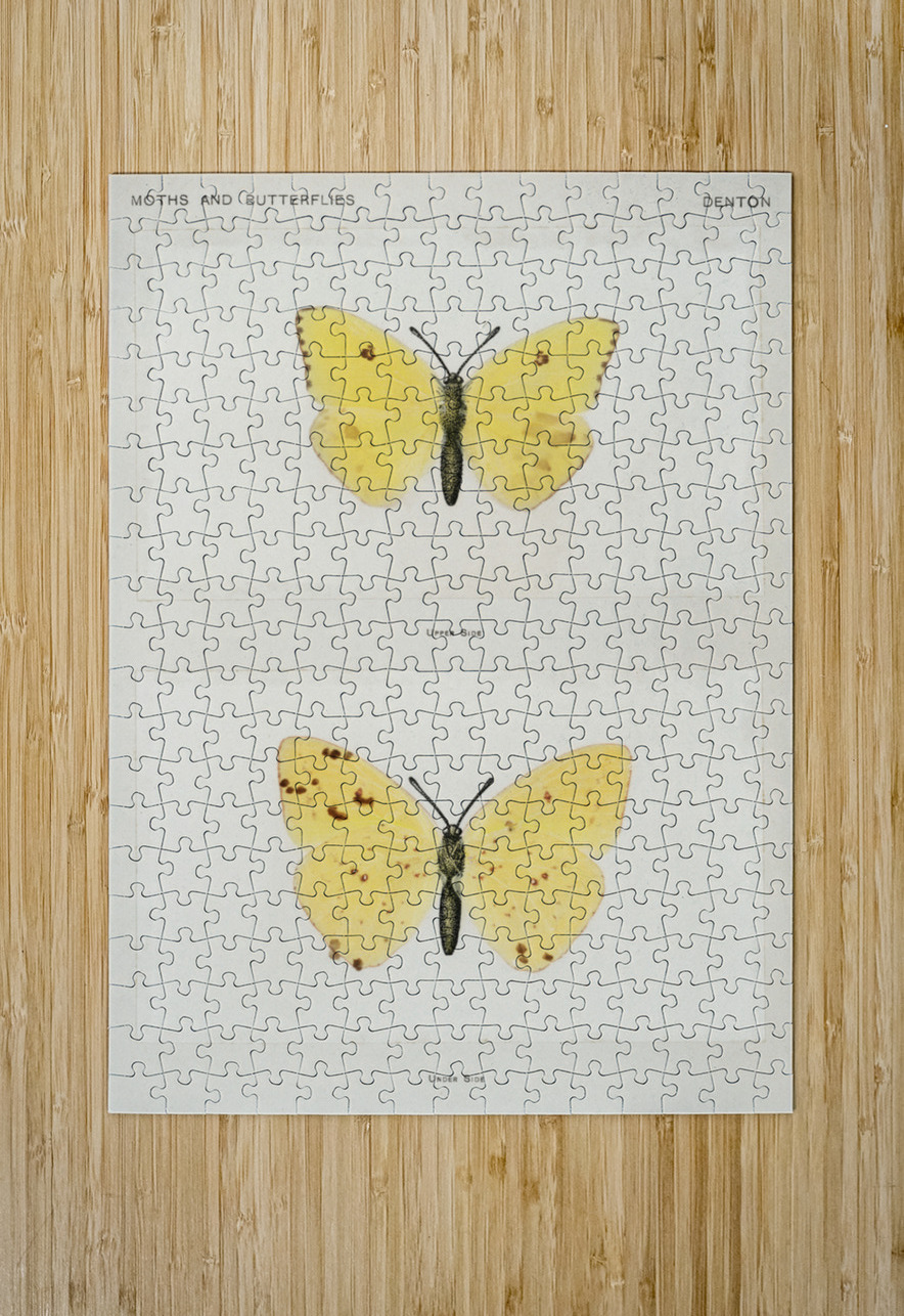 Cloudless Sulphur Callidryas Eubule from Moths and butterflies of the United States 1900 by Sherman F. Denton 1856-1937.  IStockHistory com Puzzle printing