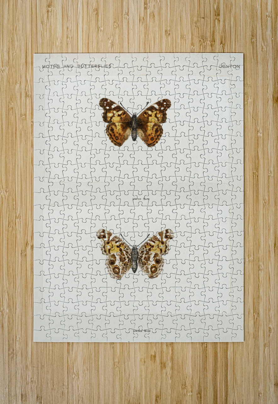 Pyrameis Huntera Brazilian painted lady from Moths and butterflies of the United States 1900 by Sherman F. Denton 1856-1937.  IStockHistory com Puzzle printing