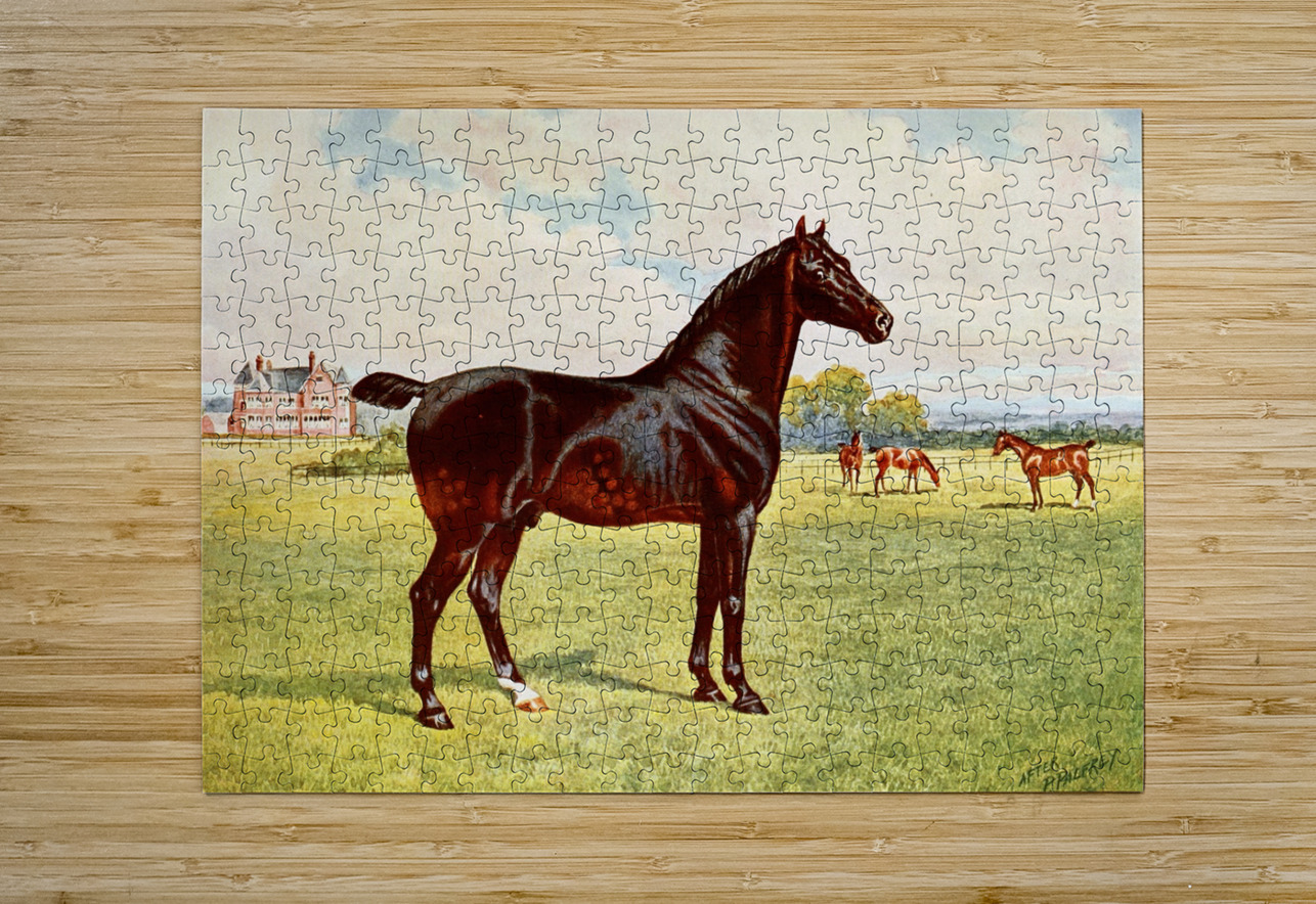 Dual Champion Pony Stallion Berkeley Model After Penry Powell Palfrey English 1830 - 1902 IStockHistory com Puzzle printing