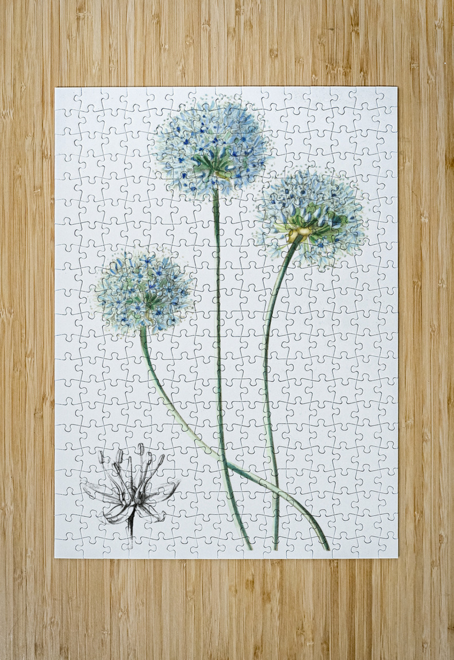 Blue leek from Edwards Botanical Register 1829-1847  by Sydenham Edwards John Lindley and James Ridgway. IStockHistory com Puzzle printing