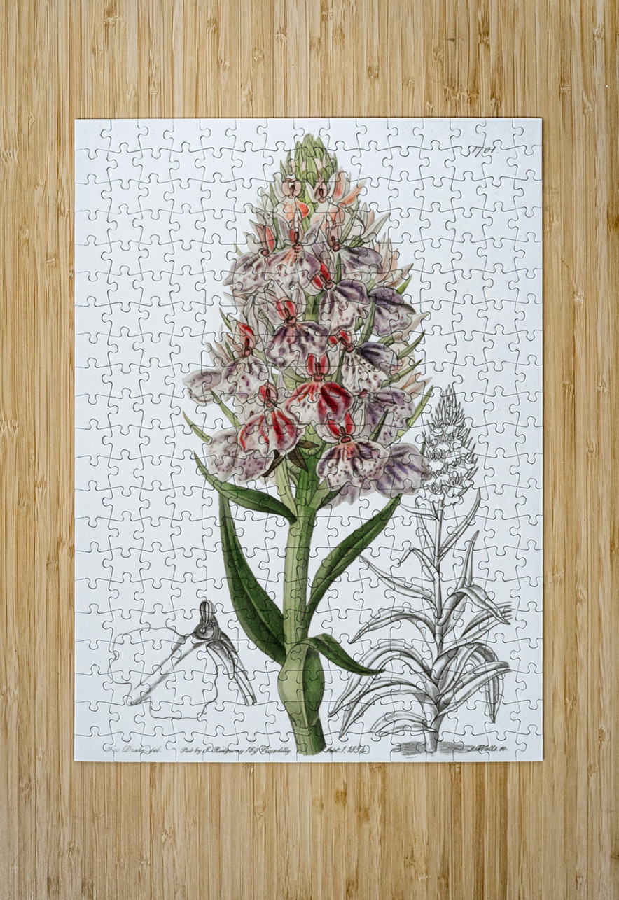 Leafy spiked orchis from Edwards Botanical Register 1829-1847  by Sydenham Edwards John Lindley and James Ridgway. IStockHistory com Puzzle printing