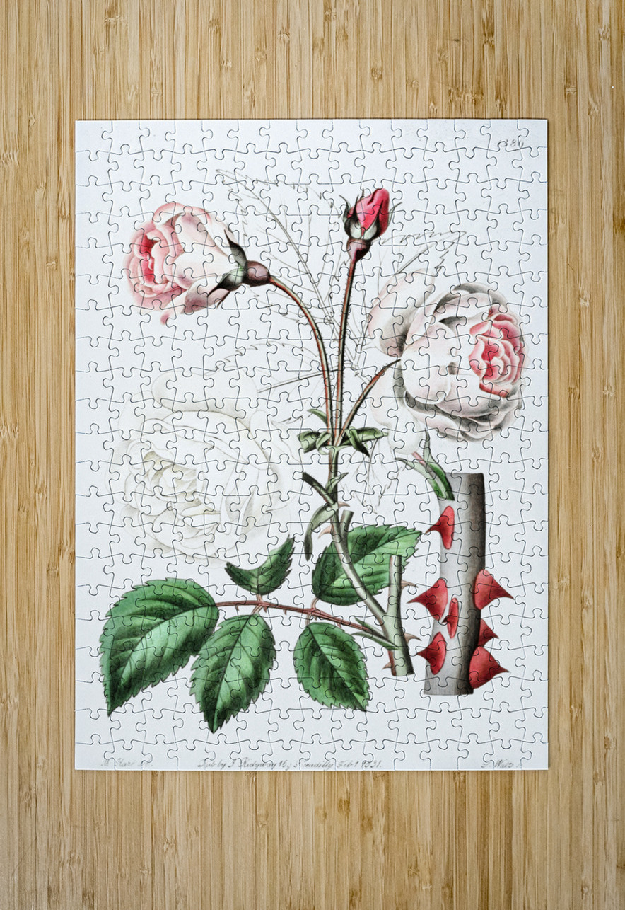 The ruga rose from Edwards Botanical Register 1829-1847  by Sydenham Edwards John Lindley and James Ridgway. IStockHistory com Puzzle printing