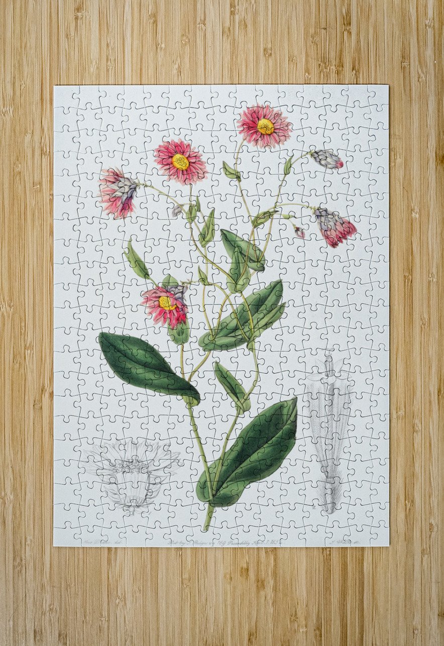 Captain Mangles rhodanthe from Edwards Botanical Register 1829-1847  by Sydenham Edwards John Lindley and James Ridgway. IStockHistory com Puzzle printing