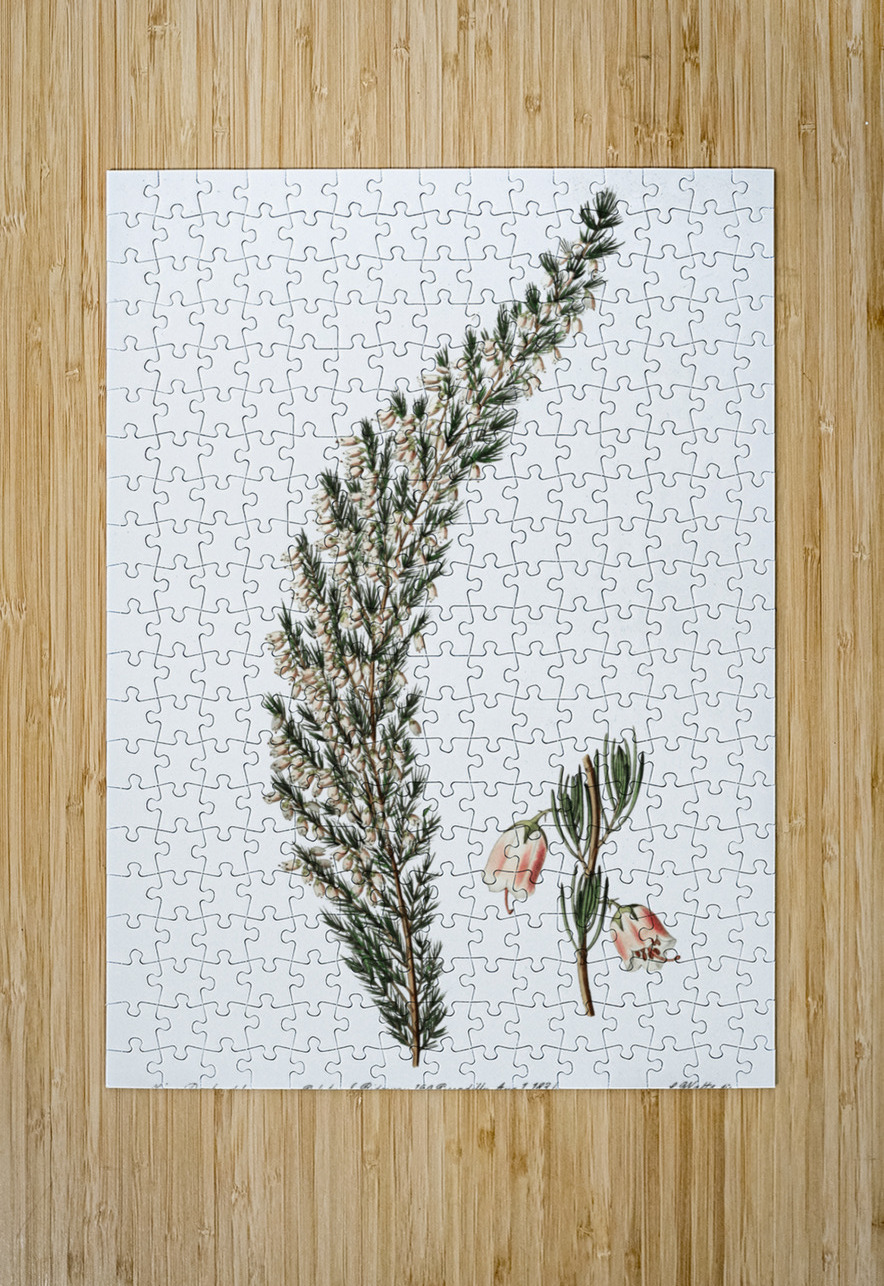 Bell-bearing heath from Edwards Botanical Register 1829-1847  by Sydenham Edwards John Lindley and James Ridgway. IStockHistory com Puzzle printing