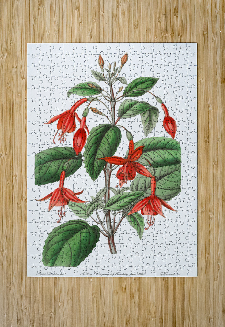 Standishs fuchsia from Edwards Botanical Register 1829-1847  by Sydenham Edwards John Lindley and James Ridgway. IStockHistory com Puzzle printing
