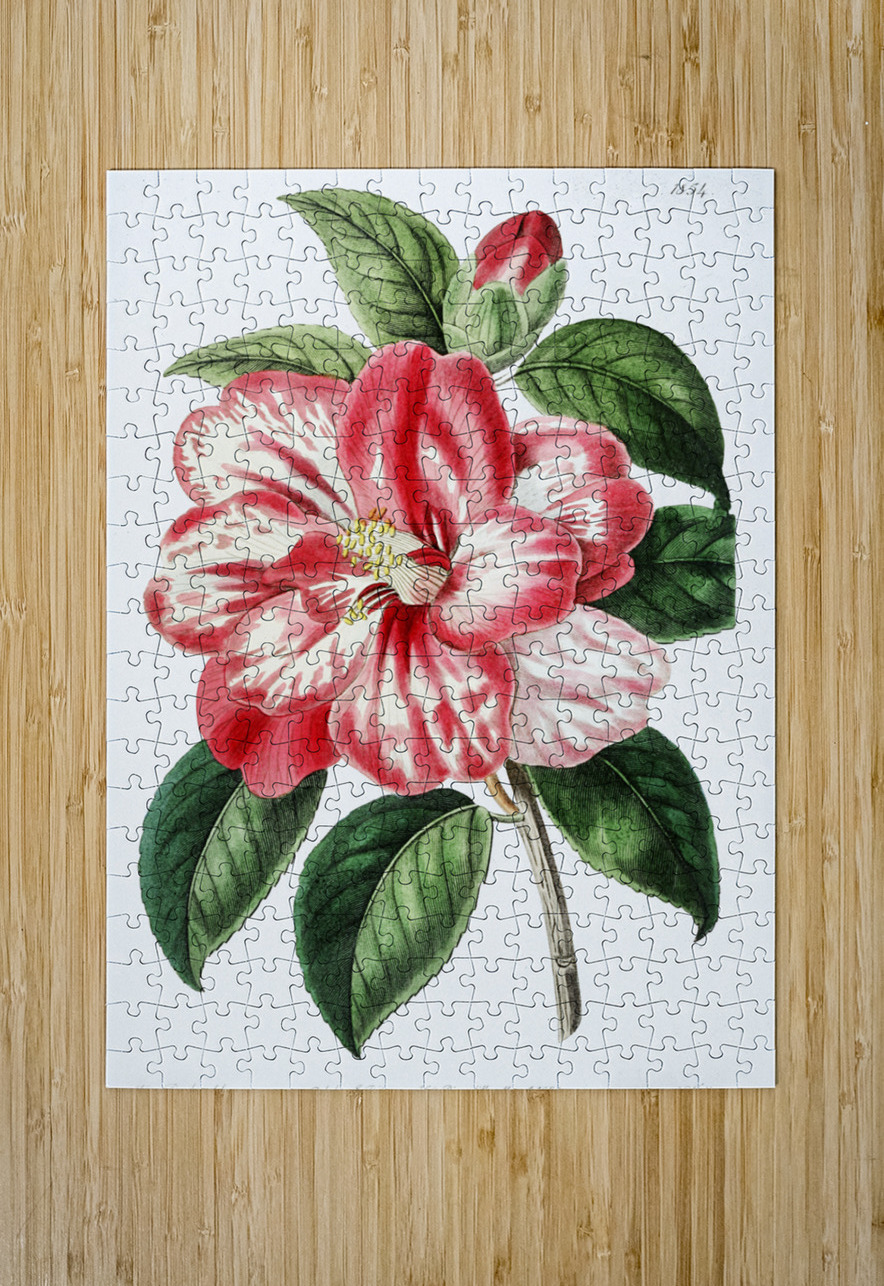 Donckelaers japan camelia from Edwards Botanical Register 1829-1847  by Sydenham Edwards John Lindley and James Ridgway. IStockHistory com Puzzle printing
