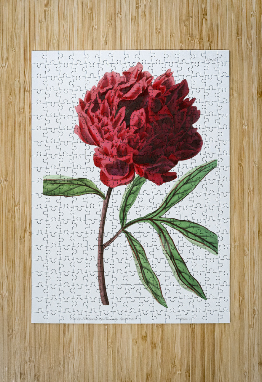 Potts Chinese peony from Edwards Botanical Register 1829-1847  by Sydenham Edwards John Lindley and James Ridgway. IStockHistory com Puzzle printing